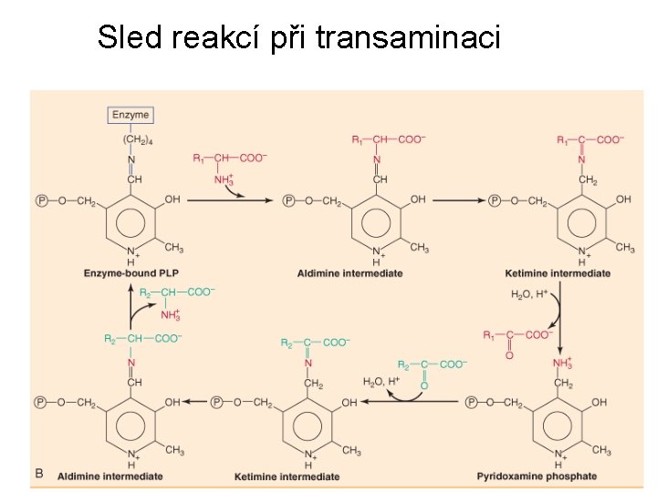 Sled reakcí při transaminaci 