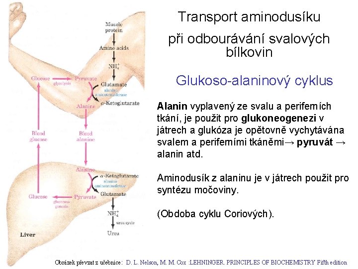 Transport aminodusíku při odbourávání svalových bílkovin Glukoso-alaninový cyklus Alanin vyplavený ze svalu a periferních