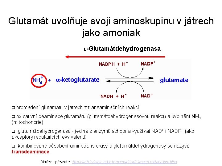 Glutamát uvolňuje svoji aminoskupinu v játrech jako amoniak L-Glutamátdehydrogenasa q hromadění glutamátu v játrech