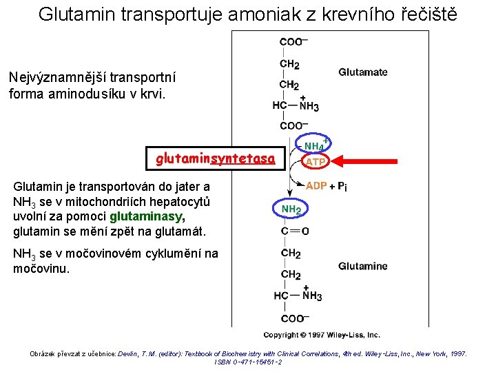 Glutamin transportuje amoniak z krevního řečiště Nejvýznamnější transportní forma aminodusíku v krvi. glutaminsyntetasa Glutamin