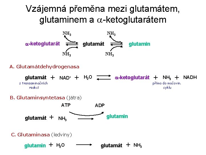 Vzájemná přeměna mezi glutamátem, glutaminem a a-ketoglutarátem NH 3 a-ketoglutarát glutamát NH 3 glutamin