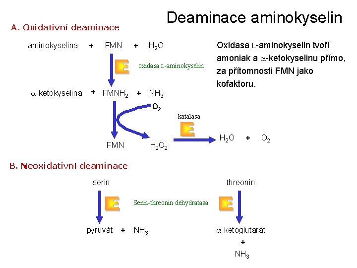 Deaminace aminokyselin A. Oxidativní deaminace aminokyselina + FMN + H 2 O oxidasa L-aminokyselin