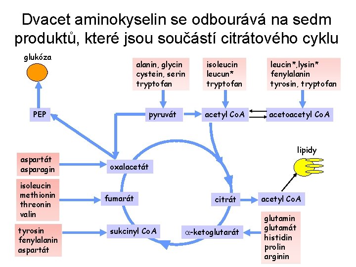 Dvacet aminokyselin se odbourává na sedm produktů, které jsou součástí citrátového cyklu glukóza PEP