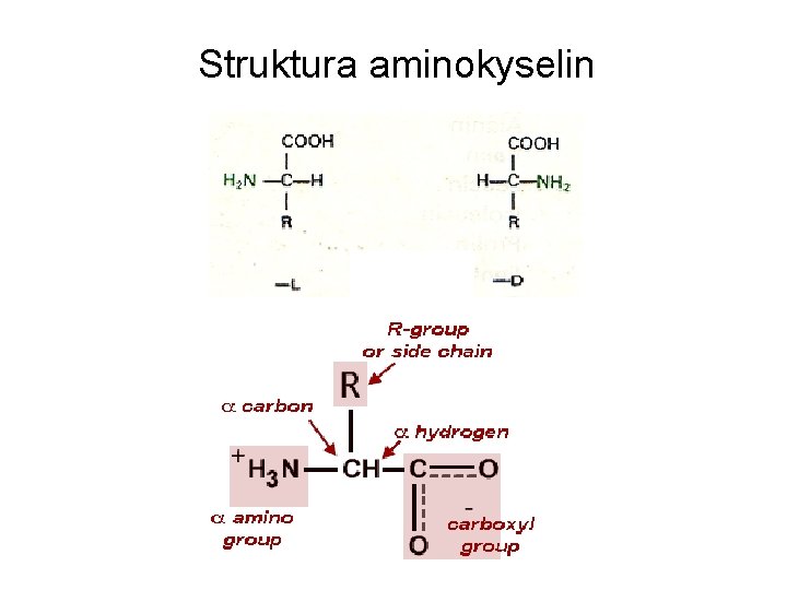 Struktura aminokyselin 