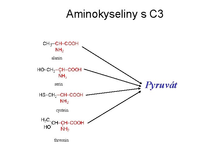 Aminokyseliny s C 3 alanin serin cystein threonin Pyruvát 