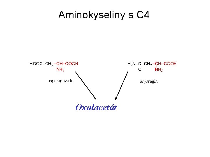 Aminokyseliny s C 4 asparagin asparagová k. Oxalacetát 