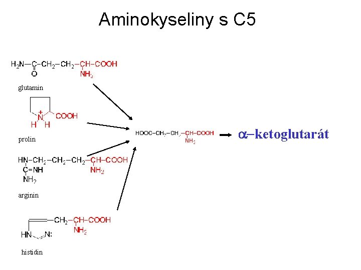 Aminokyseliny s C 5 glutamin prolin arginin histidin a-ketoglutarát 