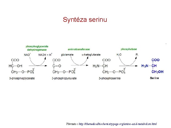 Syntéza serinu Převzato : http: //themedicalbiochemistrypage. org/amino-acid-metabolism. html 