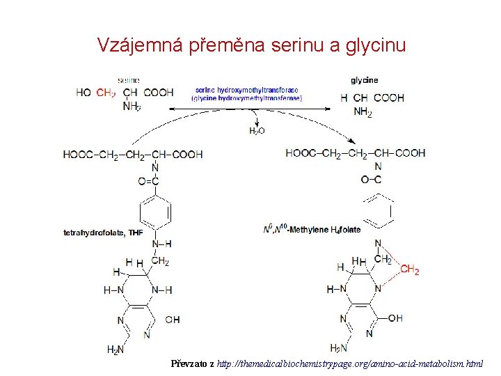 Vzájemná přeměna serinu a glycinu Převzato z http: //themedicalbiochemistrypage. org/amino-acid-metabolism. html 