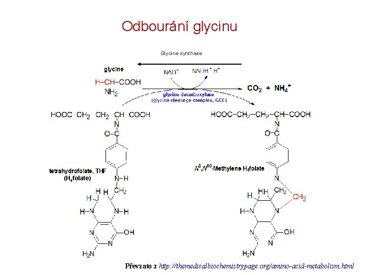 Odbourání glycinu Glycine synthase (H 4 folate) Převzato z http: //themedicalbiochemistrypage. org/amino-acid-metabolism. html 
