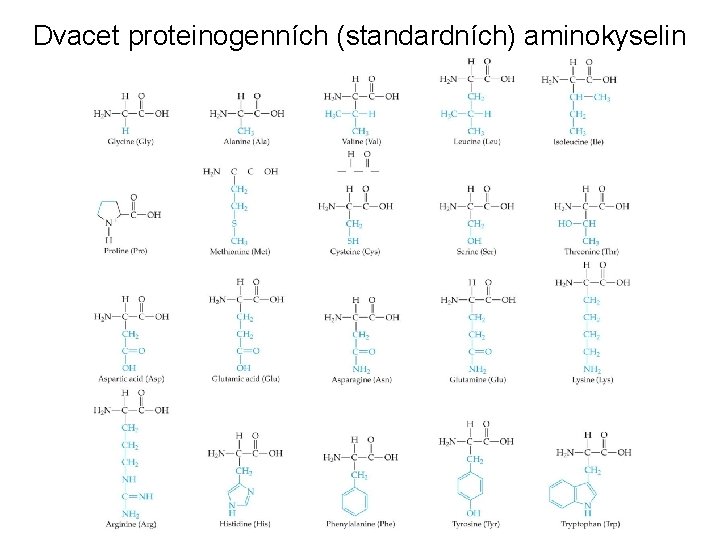 Dvacet proteinogenních (standardních) aminokyselin 