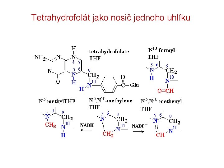 Tetrahydrofolát jako nosič jednoho uhlíku 