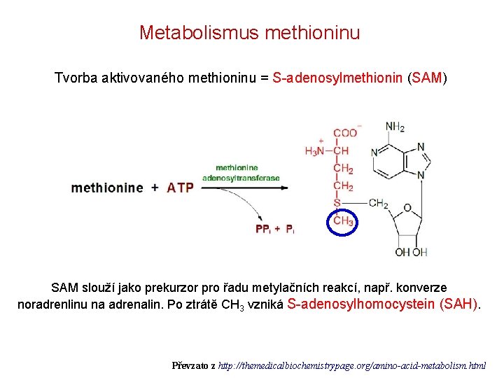 Metabolismus methioninu Tvorba aktivovaného methioninu = S-adenosylmethionin (SAM) SAM slouží jako prekurzor pro řadu