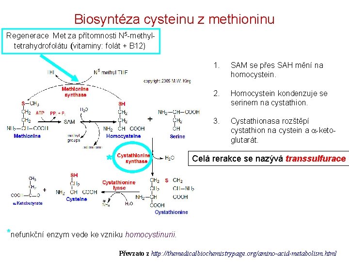 Biosyntéza cysteinu z methioninu Regenerace Met za přítomnosti N 5 -methyltetrahydrofolátu (vitaminy: folát +