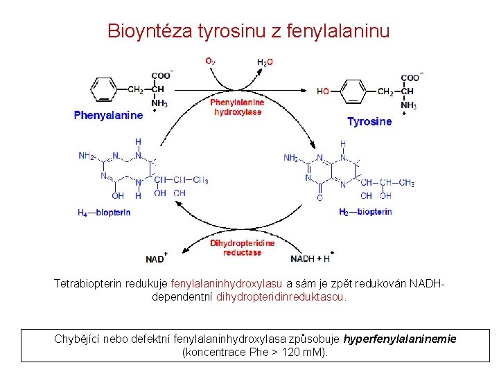 Bioyntéza tyrosinu z fenylalaninu Tetrabiopterin redukuje fenylalaninhydroxylasu a sám je zpět redukován NADHdependentní dihydropteridinreduktasou.