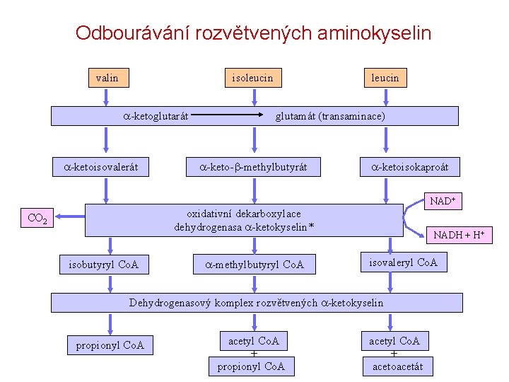 Odbourávání rozvětvených aminokyselin valin isoleucin a-ketoglutarát a-ketoisovalerát leucin glutamát (transaminace) a-keto-b-methylbutyrát a-ketoisokaproát NAD+ oxidativní