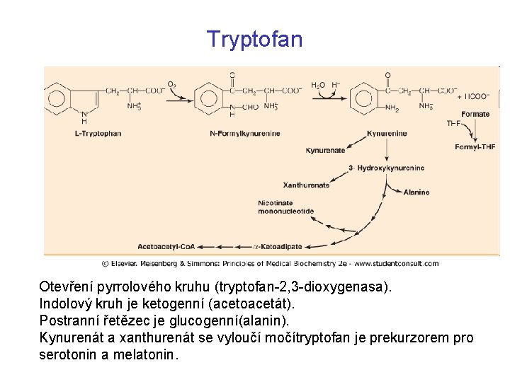 Tryptofan Otevření pyrrolového kruhu (tryptofan-2, 3 -dioxygenasa). Indolový kruh je ketogenní (acetoacetát). Postranní řetězec