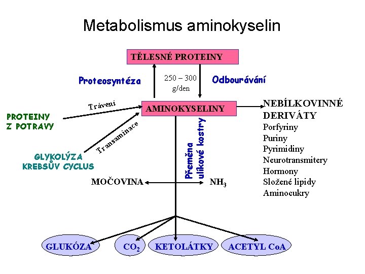 Metabolismus aminokyselin TĚLESNÉ PROTEINY Proteosyntéza í ce a n i GLYKOLÝZA KREBSŮV CYCLUS am