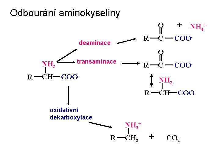 Odbourání aminokyseliny R deaminace O + C COO- NH 4+ O NH 2 R