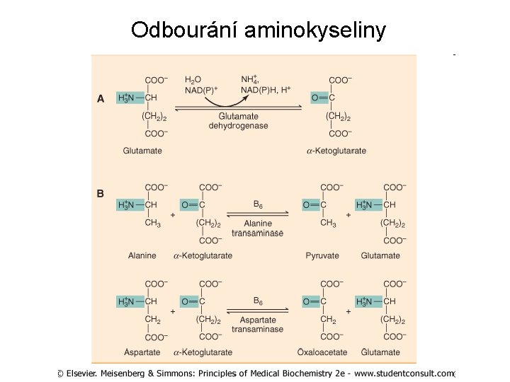 Odbourání aminokyseliny 