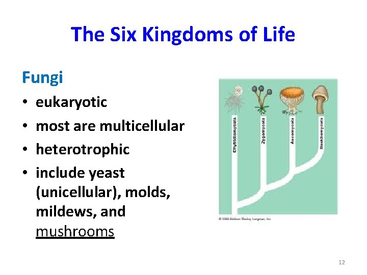 The Six Kingdoms of Life Fungi • • eukaryotic most are multicellular heterotrophic include