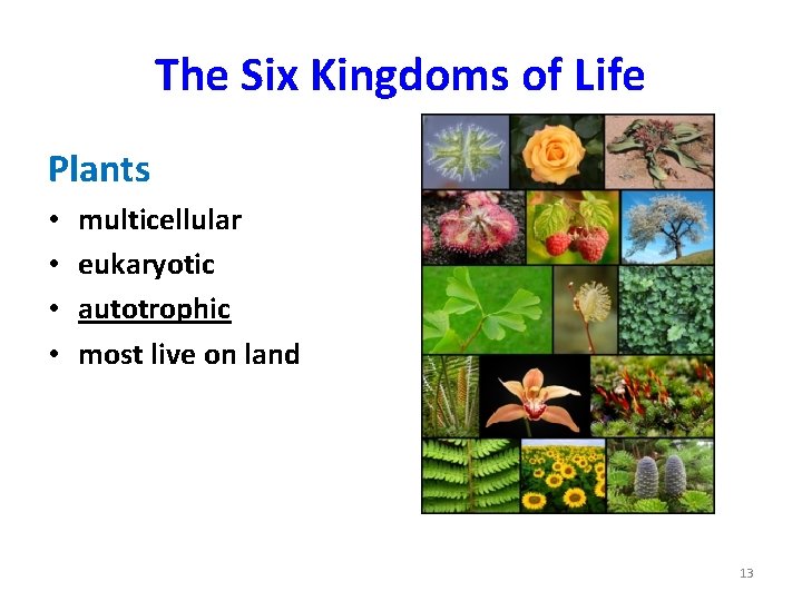 The Six Kingdoms of Life Plants • • multicellular eukaryotic autotrophic most live on