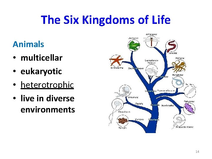 The Six Kingdoms of Life Animals • multicellar • eukaryotic • heterotrophic • live