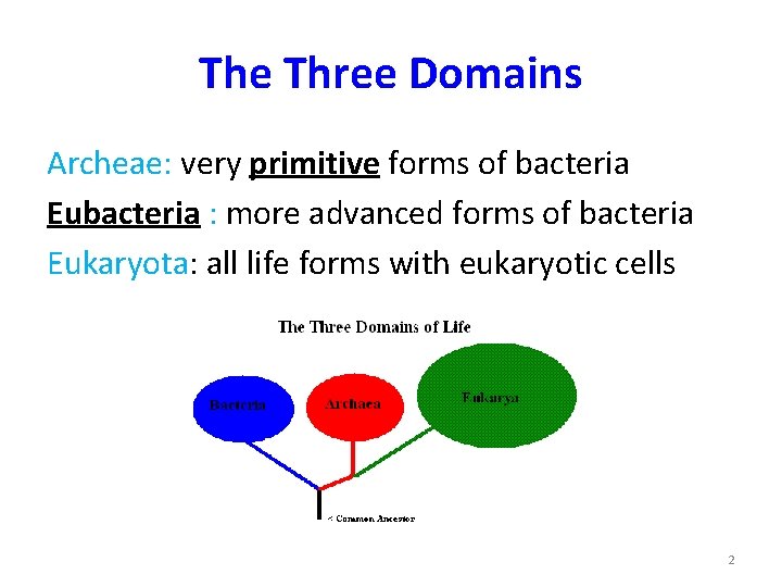 The Three Domains Archeae: very primitive forms of bacteria Eubacteria : more advanced forms