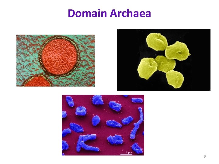 Domain Archaea 6 