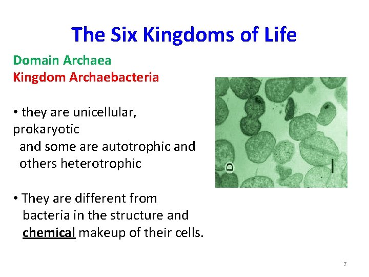 The Six Kingdoms of Life Domain Archaea Kingdom Archaebacteria • they are unicellular, prokaryotic