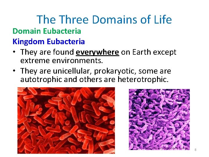 The Three Domains of Life Domain Eubacteria Kingdom Eubacteria • They are found everywhere