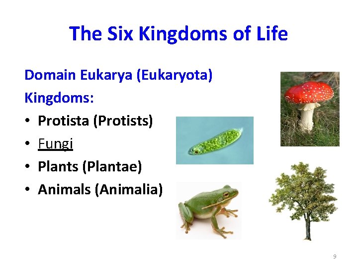 The Six Kingdoms of Life Domain Eukarya (Eukaryota) Kingdoms: • Protista (Protists) • Fungi