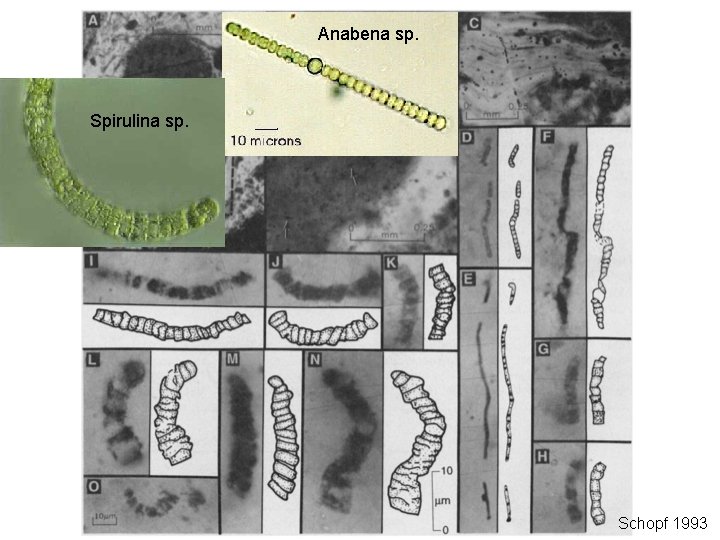 Anabena sp. Spirulina sp. Schopf 1993 