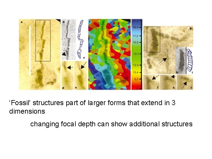 ‘Fossil’ structures part of larger forms that extend in 3 dimensions changing focal depth