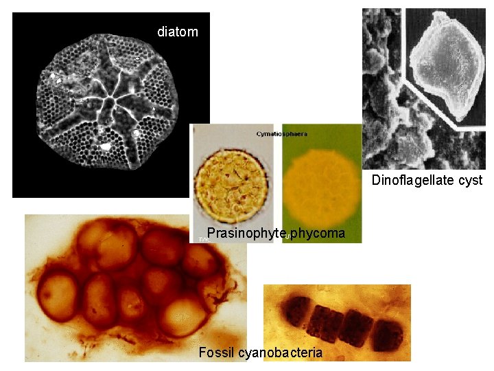 diatom Dinoflagellate cyst Prasinophyte phycoma Fossil cyanobacteria 