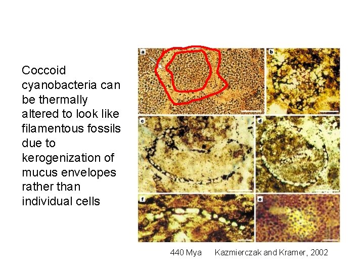 Coccoid cyanobacteria can be thermally altered to look like filamentous fossils due to kerogenization