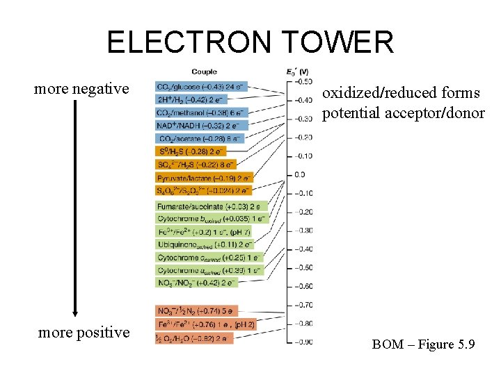 ELECTRON TOWER more negative more positive oxidized/reduced forms potential acceptor/donor BOM – Figure 5.