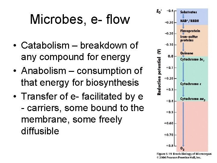 Microbes, e- flow • Catabolism – breakdown of any compound for energy • Anabolism