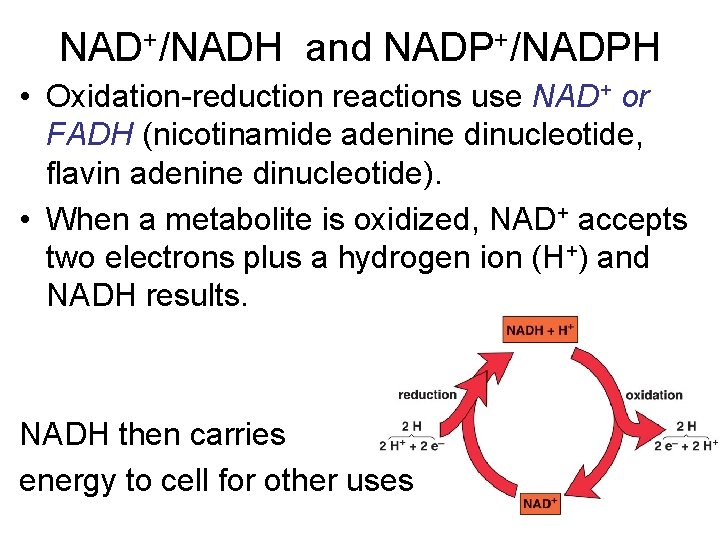 NAD+/NADH and NADP+/NADPH • Oxidation-reduction reactions use NAD+ or FADH (nicotinamide adenine dinucleotide, flavin