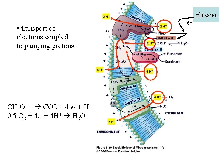  • transport of electrons coupled to pumping protons CH 2 O CO 2