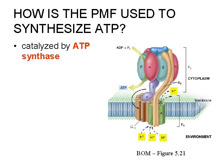HOW IS THE PMF USED TO SYNTHESIZE ATP? • catalyzed by ATP synthase BOM