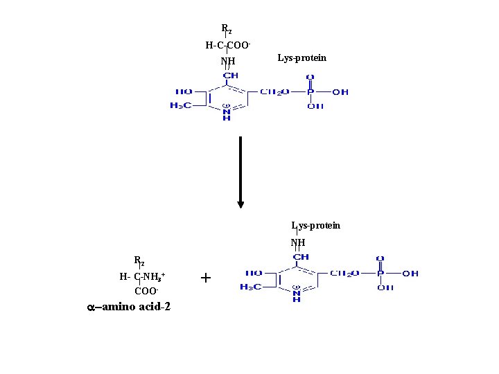 R 2 H-C-COONH Lys-protein NH R 2 H- C-NH 3+ COO- a-amino acid-2 +
