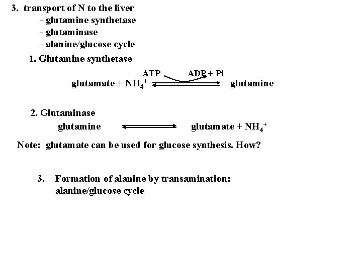 3. transport of N to the liver - glutamine synthetase - glutaminase - alanine/glucose