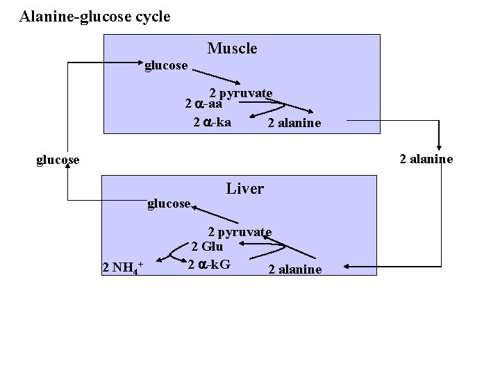Alanine-glucose cycle Muscle glucose 2 pyruvate 2 a-aa 2 a-ka 2 alanine glucose 2