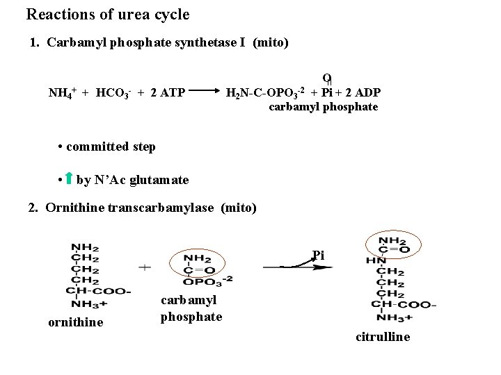 Reactions of urea cycle 1. Carbamyl phosphate synthetase I (mito) NH 4+ + HCO