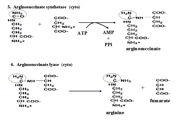 3. Arginosuccinate synthetase (cyto) + ATP AMP + PPi arginosuccinate 4. Arginosuccinate lyase (cyto)
