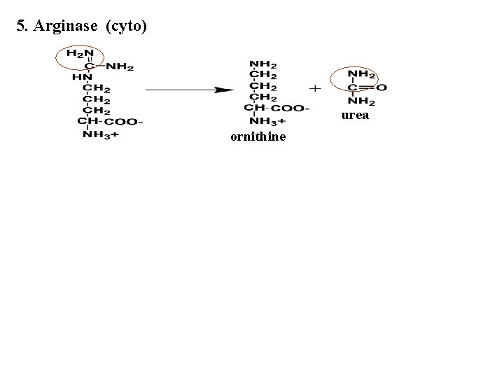 5. Arginase (cyto) urea ornithine 