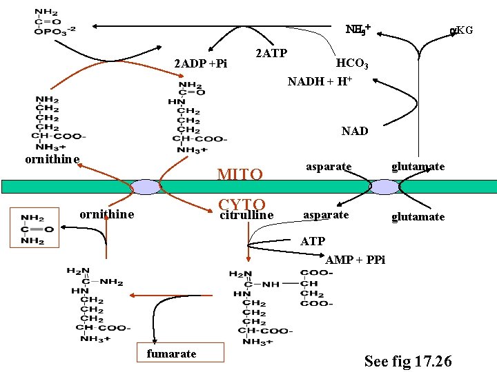 NH 3+ 2 ADP +Pi 2 ATP a. KG HCO 3 NADH + H+