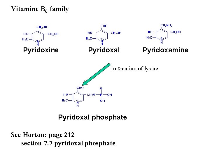 Vitamine B 6 family Pyridoxine Pyridoxal Pyridoxamine to e-amino of lysine Pyridoxal phosphate See