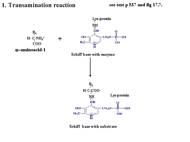 1. Transamination reaction see text p 537 and fig 17. 7. Lys-protein NH R